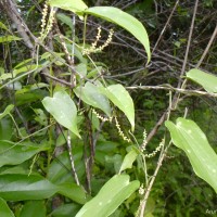 Dioscorea trimenii Prain & Burkill